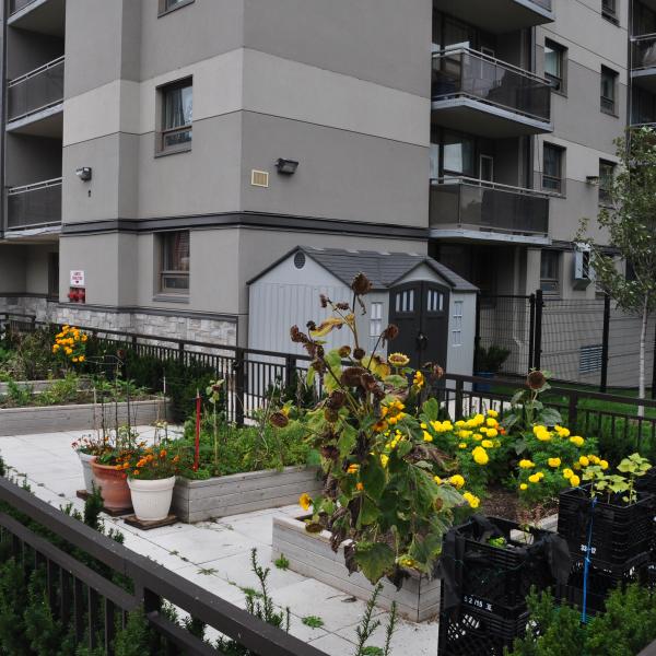 community garden with flower beds, apartment building in the background