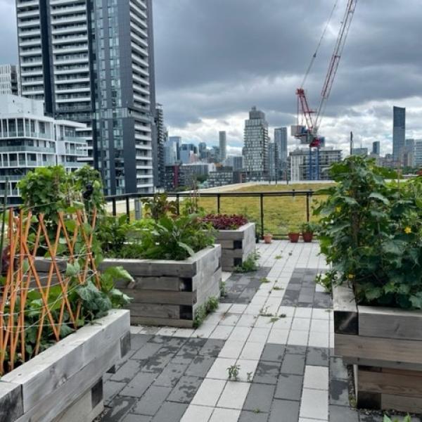 Rooftop garden with flower beds and greenery, highrises and grey clouds in the distance