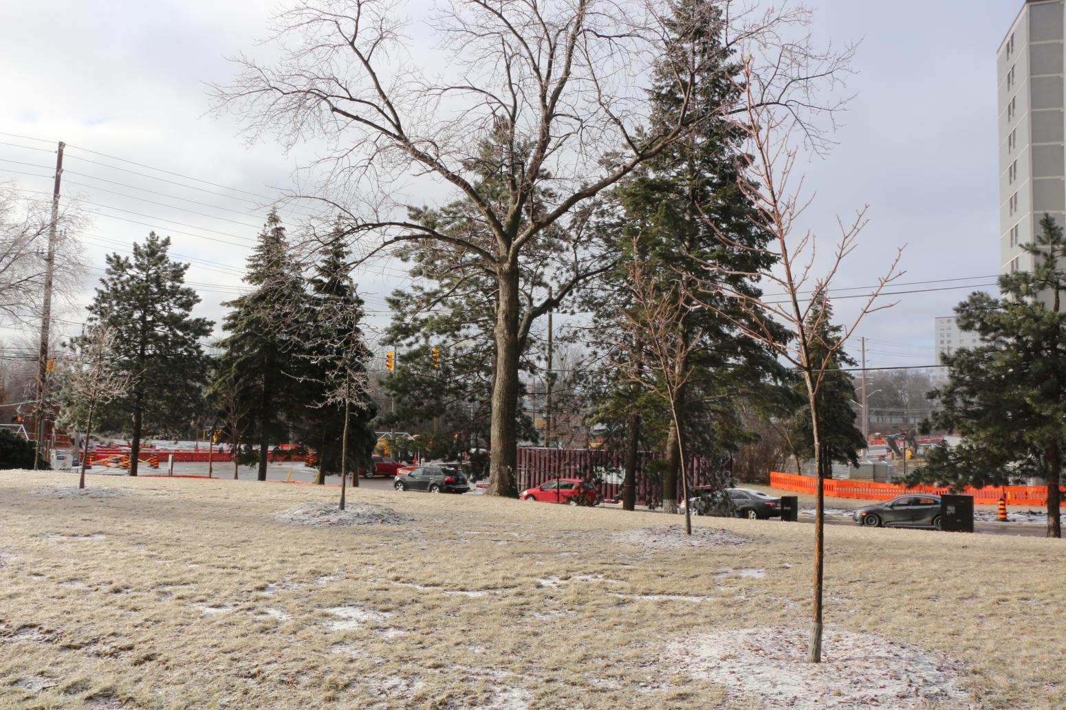 Community park with trees
